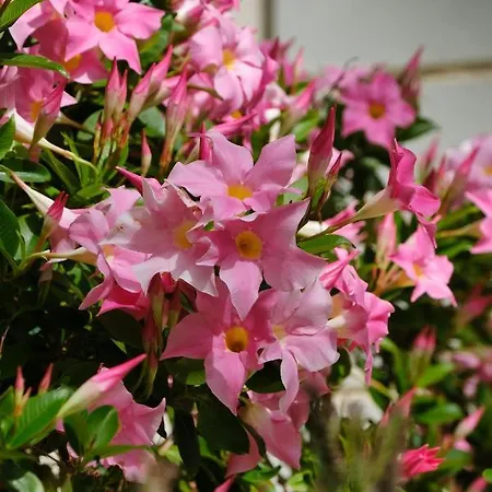 Penthouse Capodimonte * サンレモ